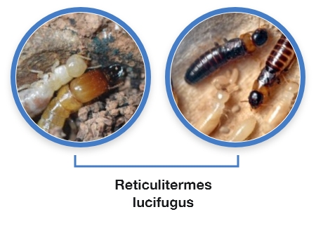 1 Especies importancia económica